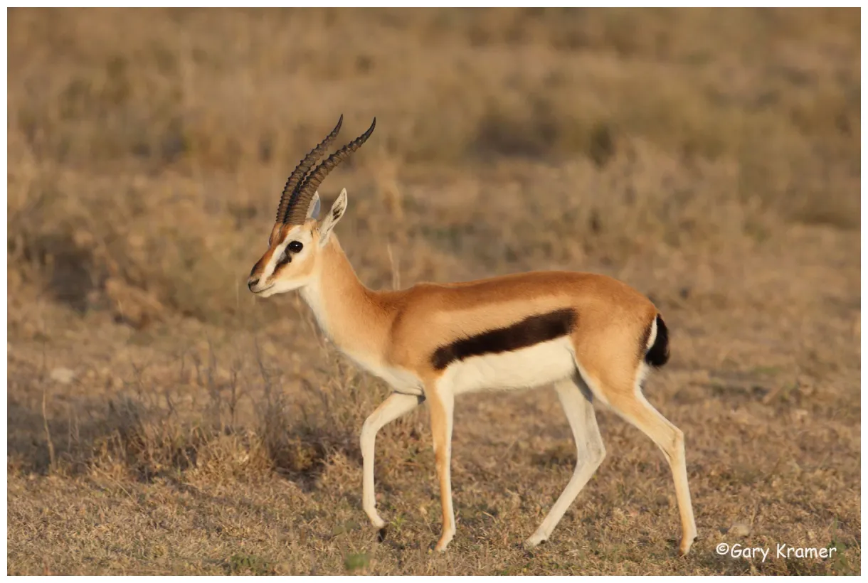 Thomson's gazelle animal database fandom