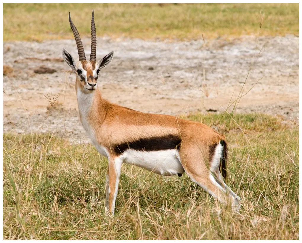 Gazelles facts & pictures live science