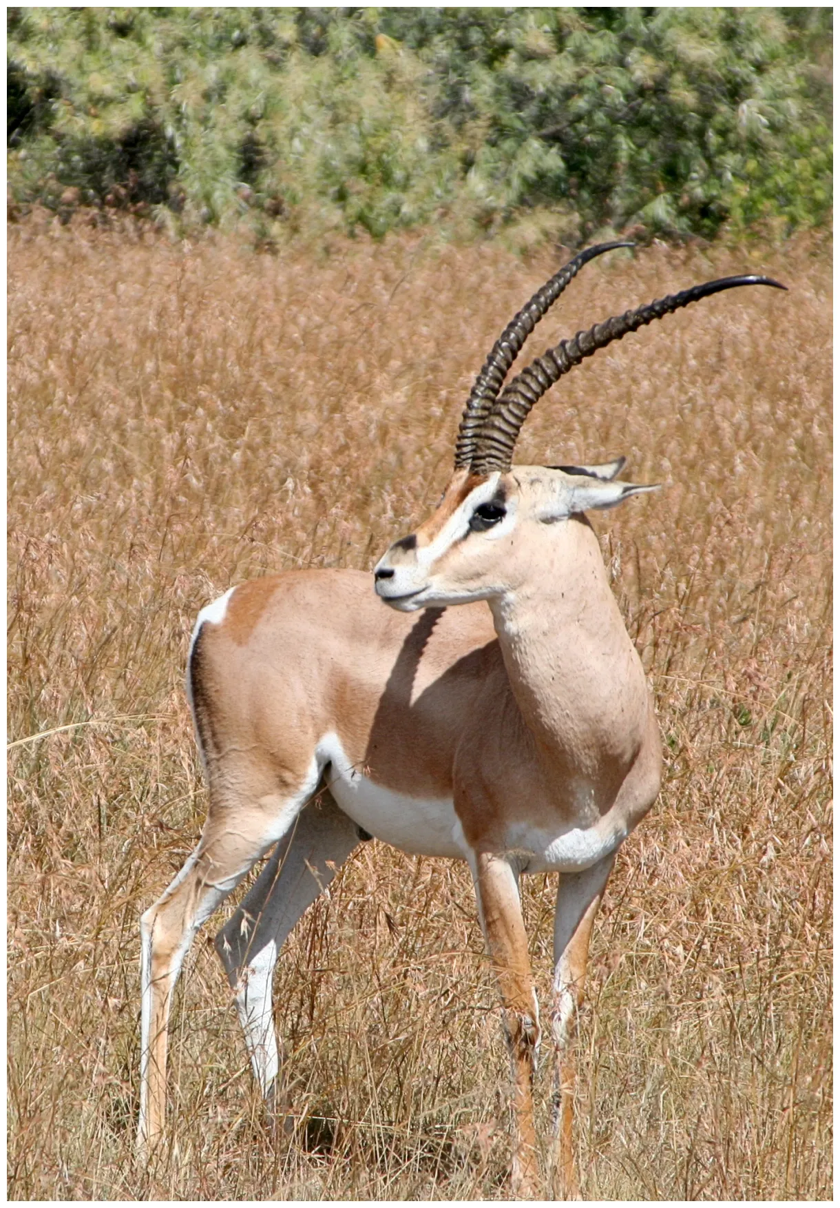File grant gazelle g