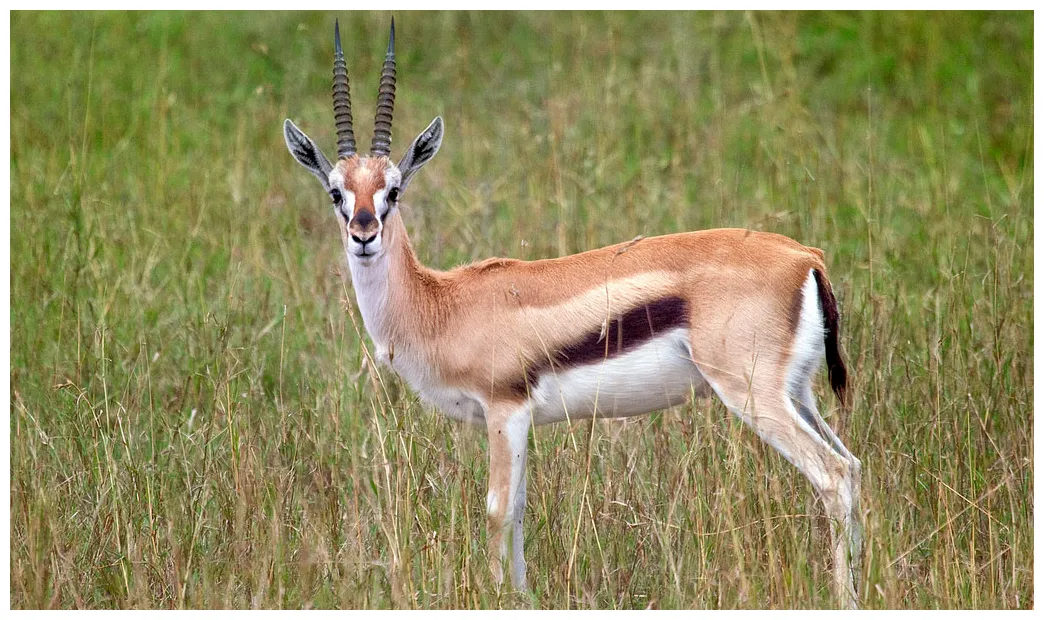 Gazelle de thomson description de l'antilope + s instinct animal