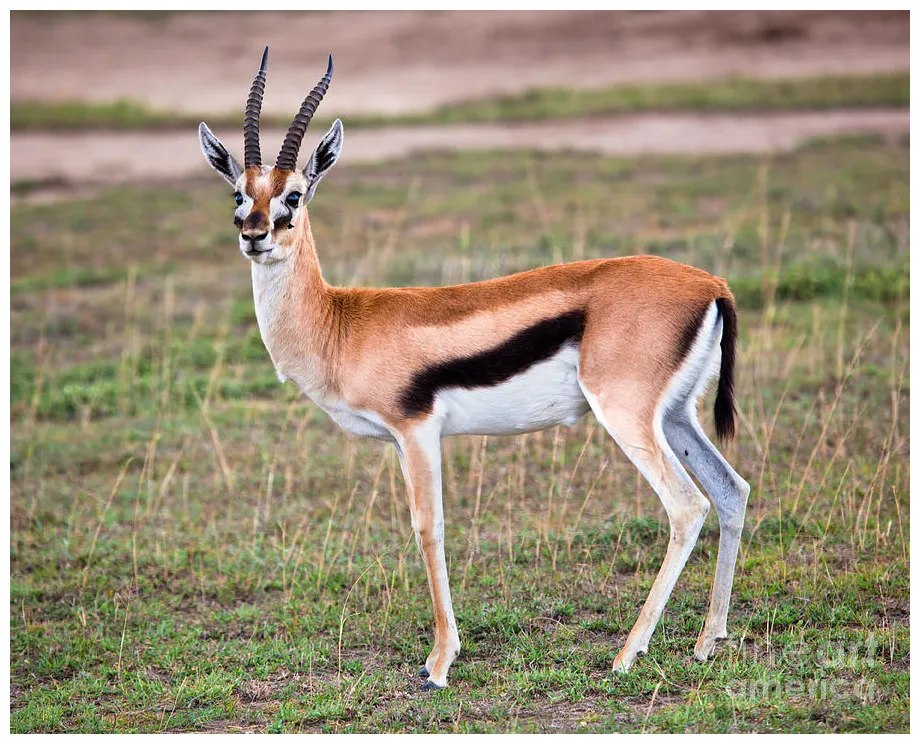 Thomson's gazelle on savanna in africa by michal bednarek