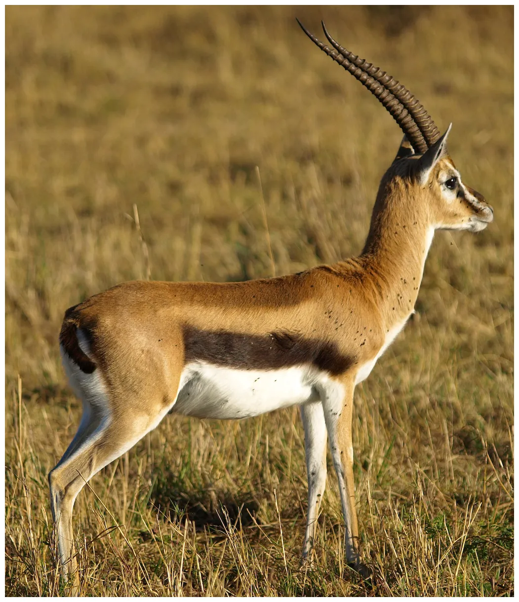 File thomsons-gazelle g wikipedia