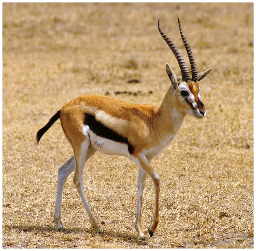 Gazelle définition what is printable coloring page