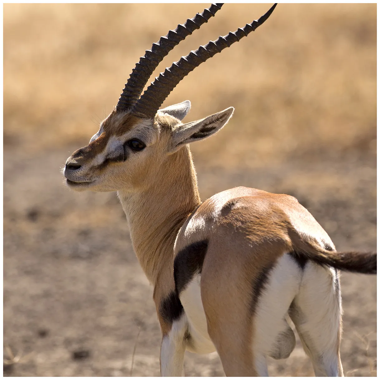 Gazelle zoologiste