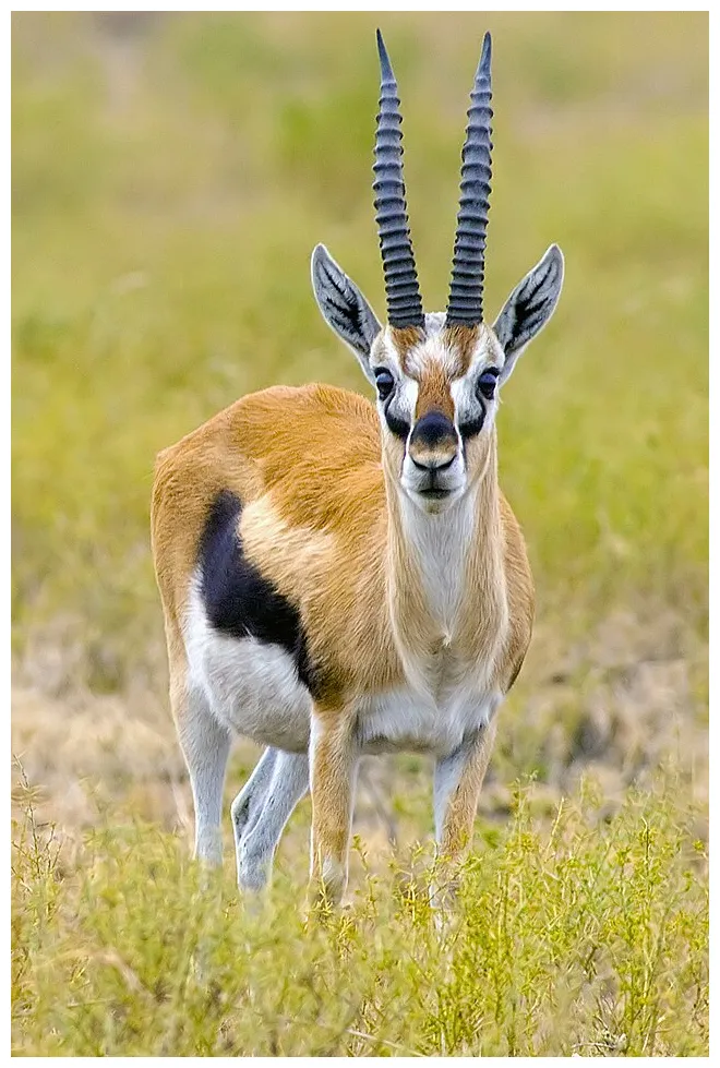 Thomson's gazelle wikipedia