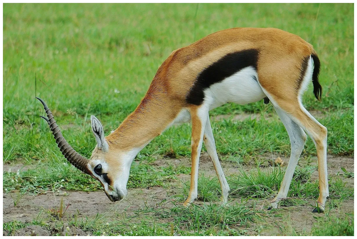 Gazelle animal