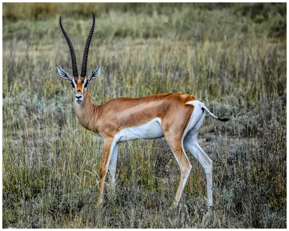 Cannundrums grant's gazelle