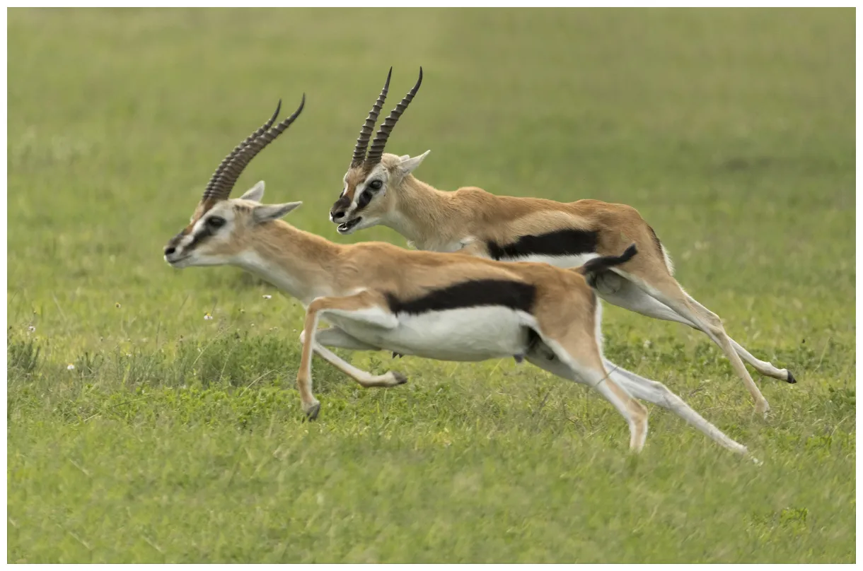 Gazelle in the grassland biome