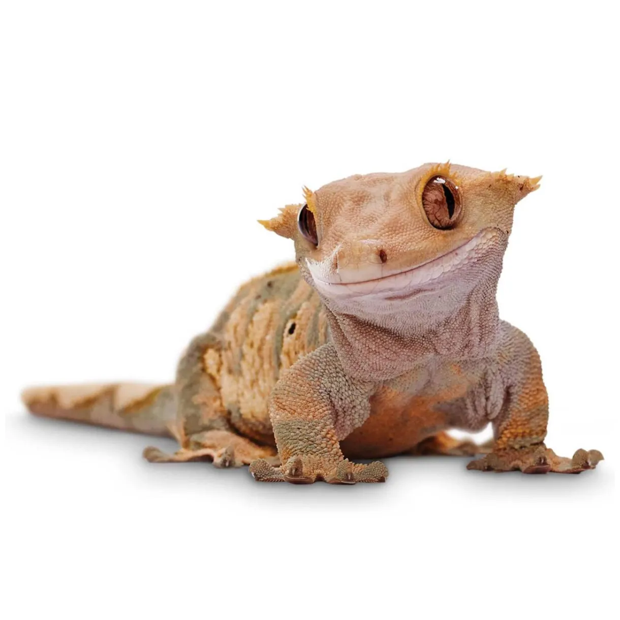 Crested gecko s top free crested gecko s