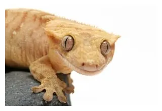 Crested gecko care sheet reptiles magazine