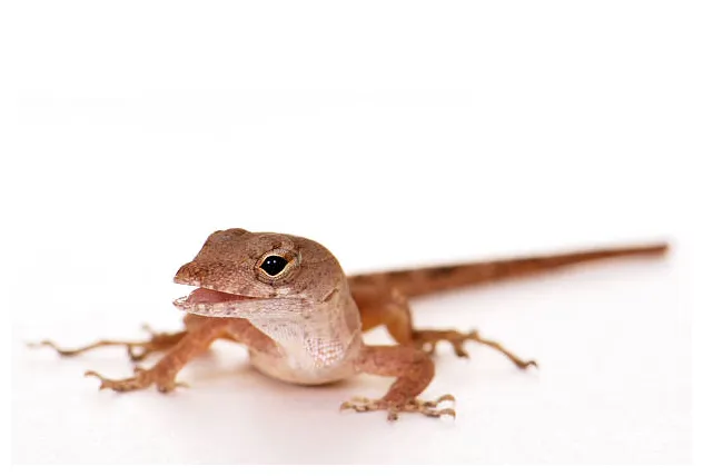 350+ florida gecko s, pictures & royalty-free s istock
