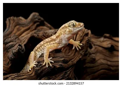 108 egyptian gecko s, s & vectors shutterstock printable coloring page