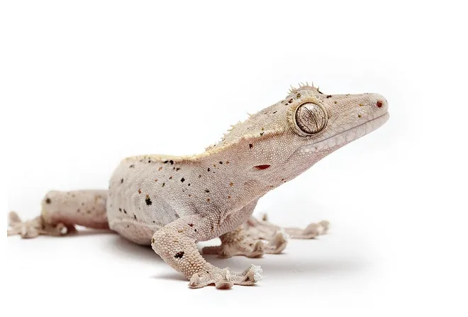 Crested gecko care guide
