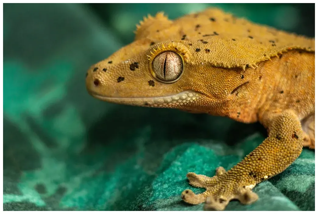 14 reasons why your crested gecko isn't eating & how to help reptile