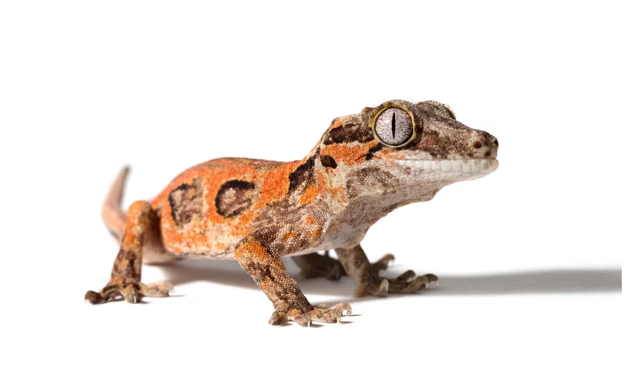 Gargoyle gecko pictures az animals