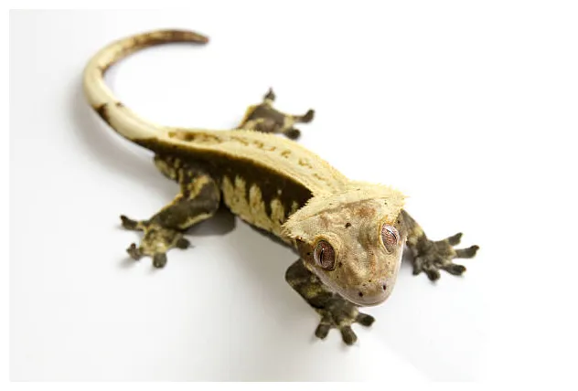 Eyelash gecko s, pictures & royalty-free s istock