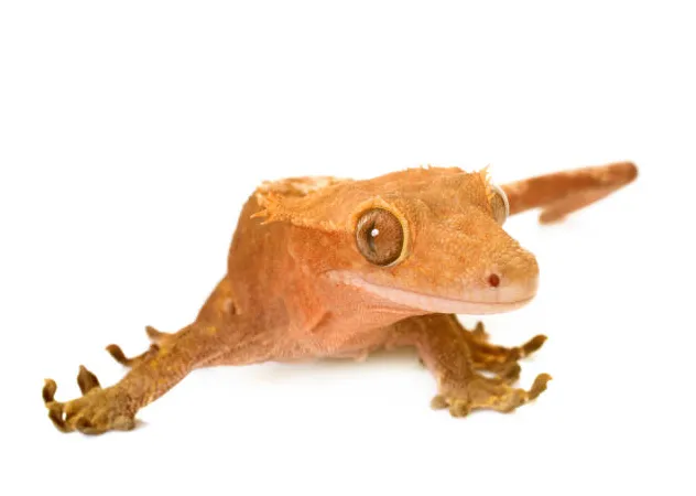 100+ new caledonian crested gecko s, pictures & royalty-free