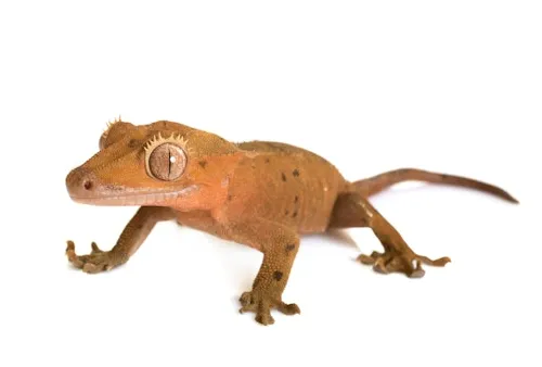 Ögonfransgecko zoo.se