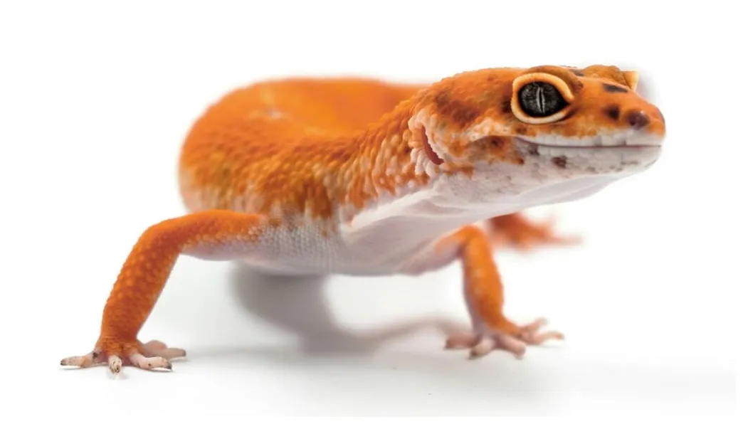 Gecko leopardo toda la información sobre los eubles