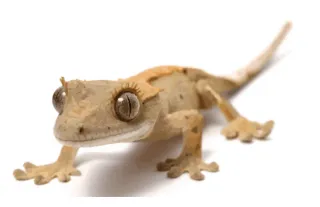 Gecko leopardo o gecko crestado ¿cúal la mejor mascota?