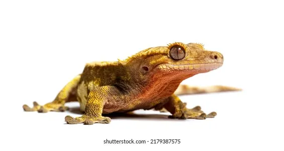 2,735 gecko crested s, s & vectors shutterstock