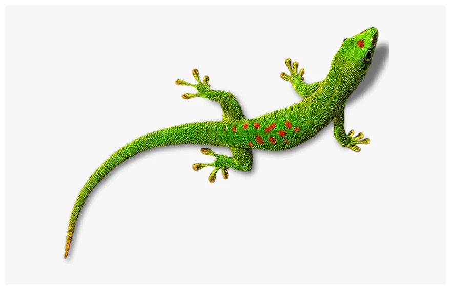Gecko png, transparent png , transparent png pngitem