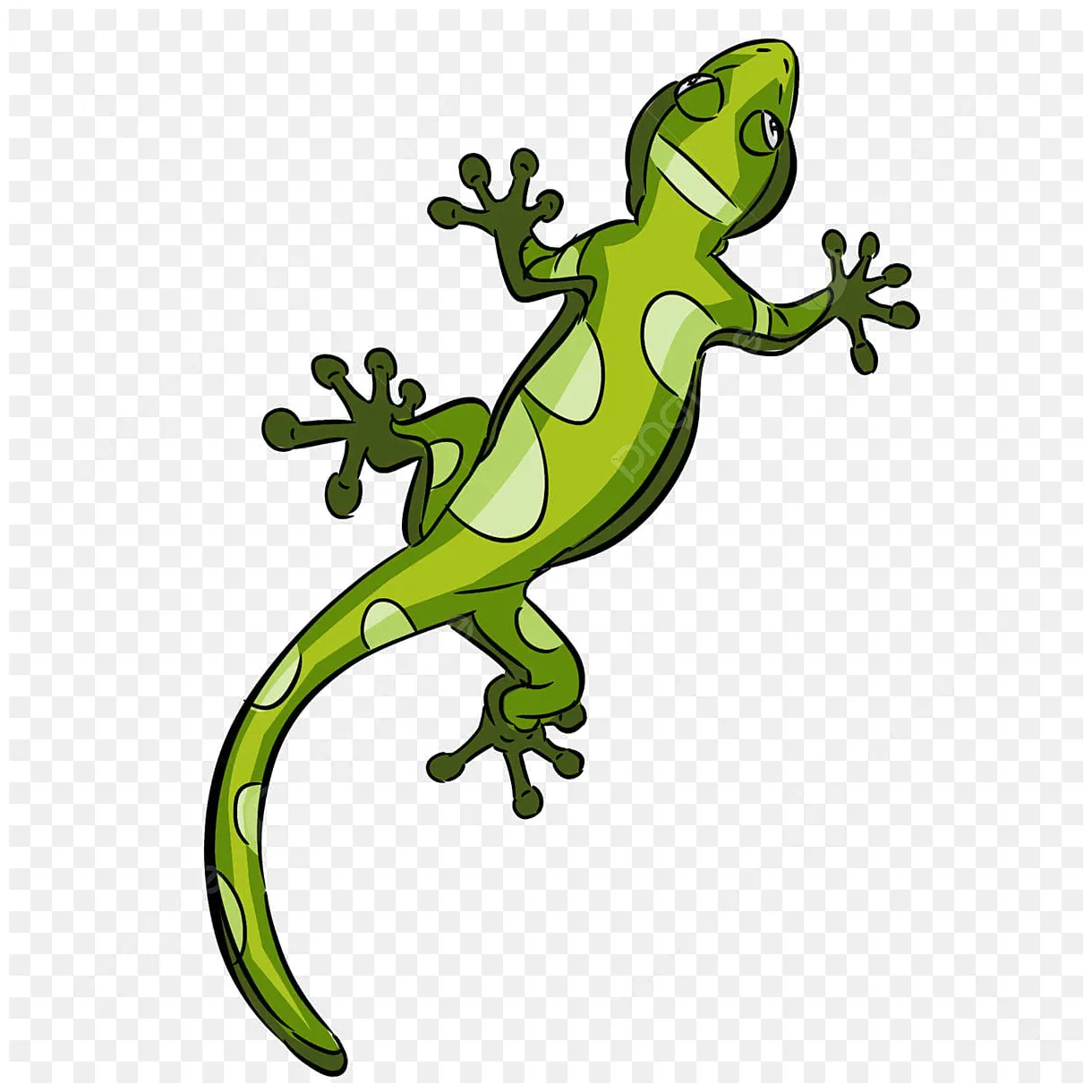 Tokek kadal hewan serangga reptil lima serangga beracun bermanfaat