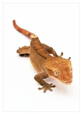 Crested Gecko Care : 4 Steps - Instructables