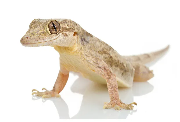 ヒラオヤモリ（ハウスゲッコー）の特徴や飼育方法のまとめ | 爬虫類探偵SPINの部屋