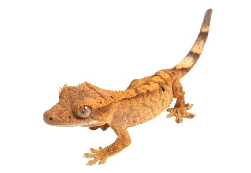 Gecko PNG Transparent Images | PNG All