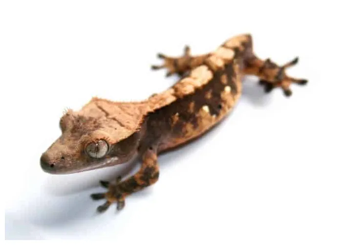 Crested Gecko Care Sheet: Habitat, Food, Lifespan & More
