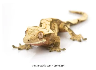 806 Eyelash gecko Images, Stock Photos & Vectors | Shutterstock