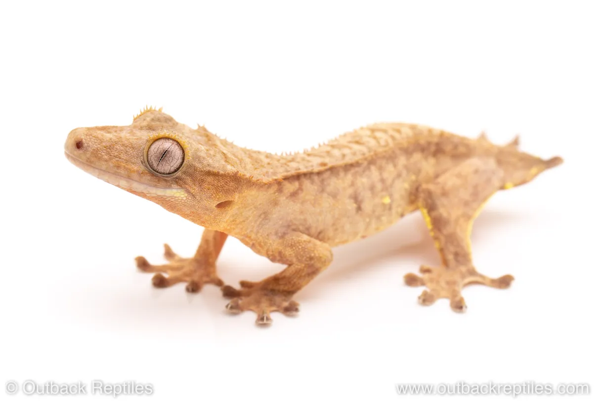 Crested Gecko | Outback Reptiles