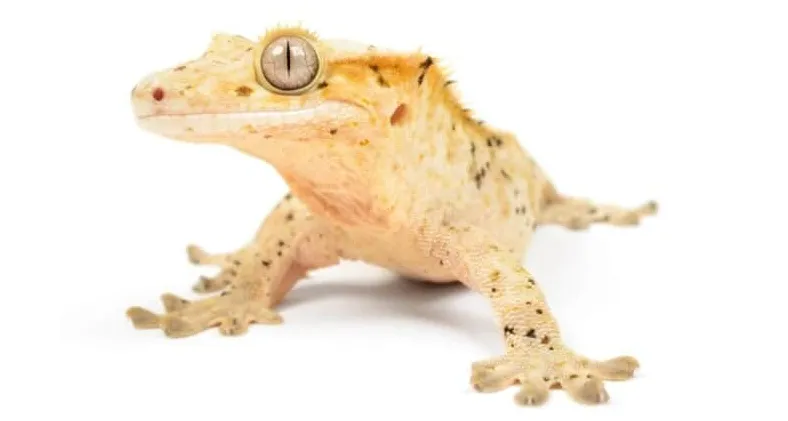 Crested Gecko Pictures - AZ Animals