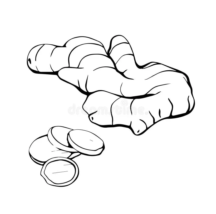 Ginger sketch.Coloring stock vector. Illustration of detailed - 211683033