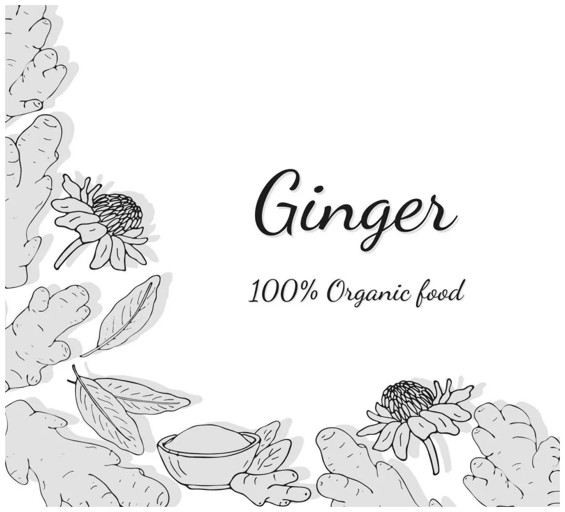 Hand-drawn ginger set. Ginger root banner. Ginger root, leaves, flowers