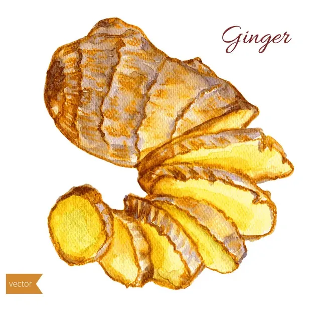 Ginger root Vector Art Stock Images | Depositphotos