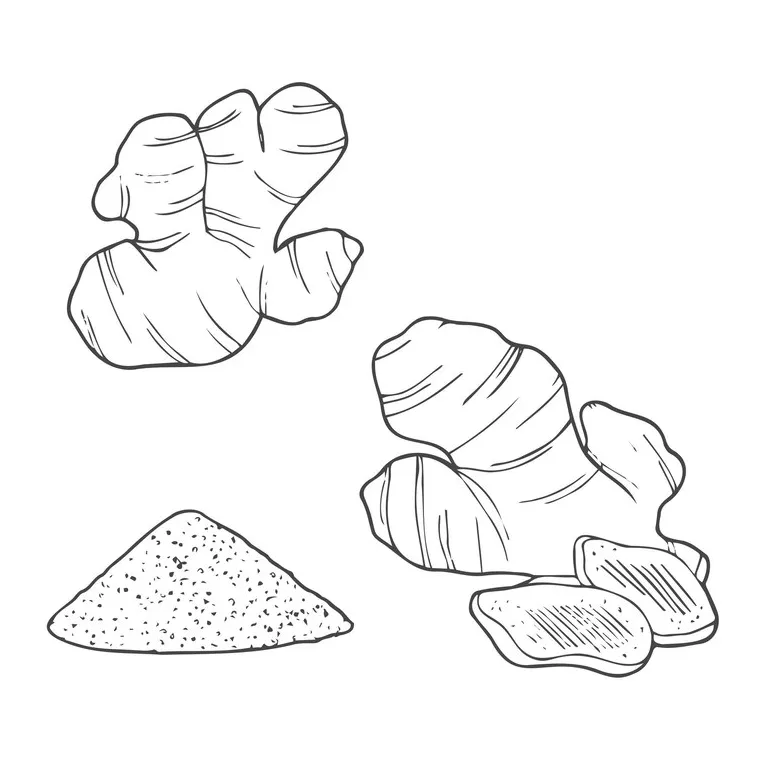 Premium Vector | Ginger root set White background with isolated hand