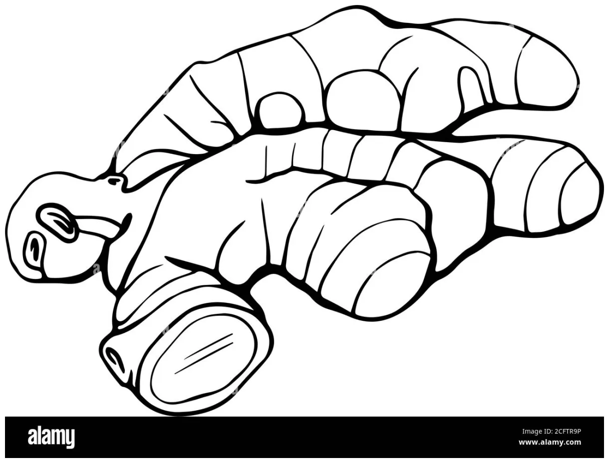 Ginger root drawing hi-res stock photography and images - Alamy