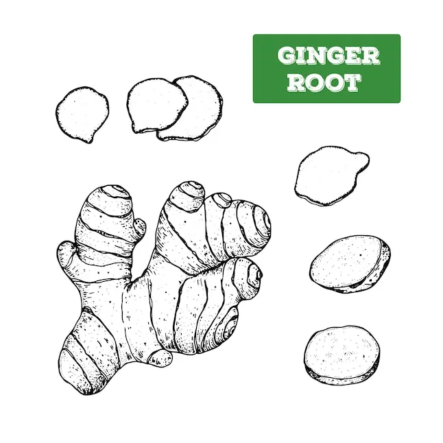 Premium Vector | Ginger root hand drawn vector illustration Isolated