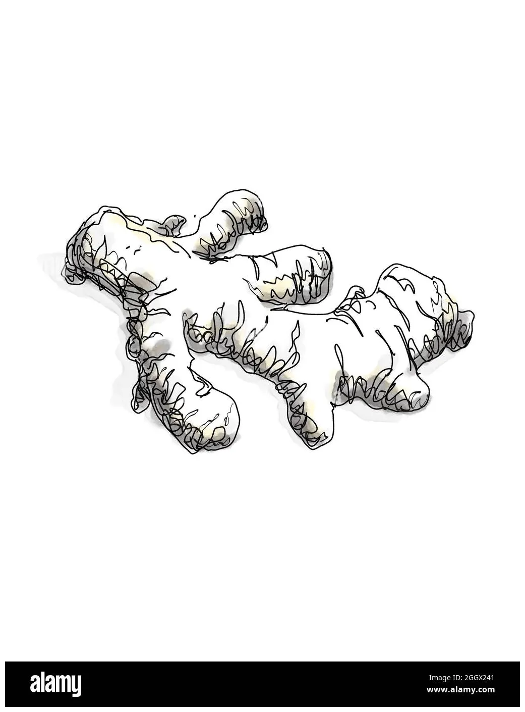 Ginger Root Pen and Ink Watercolor Illustration Stock Photo - Alamy