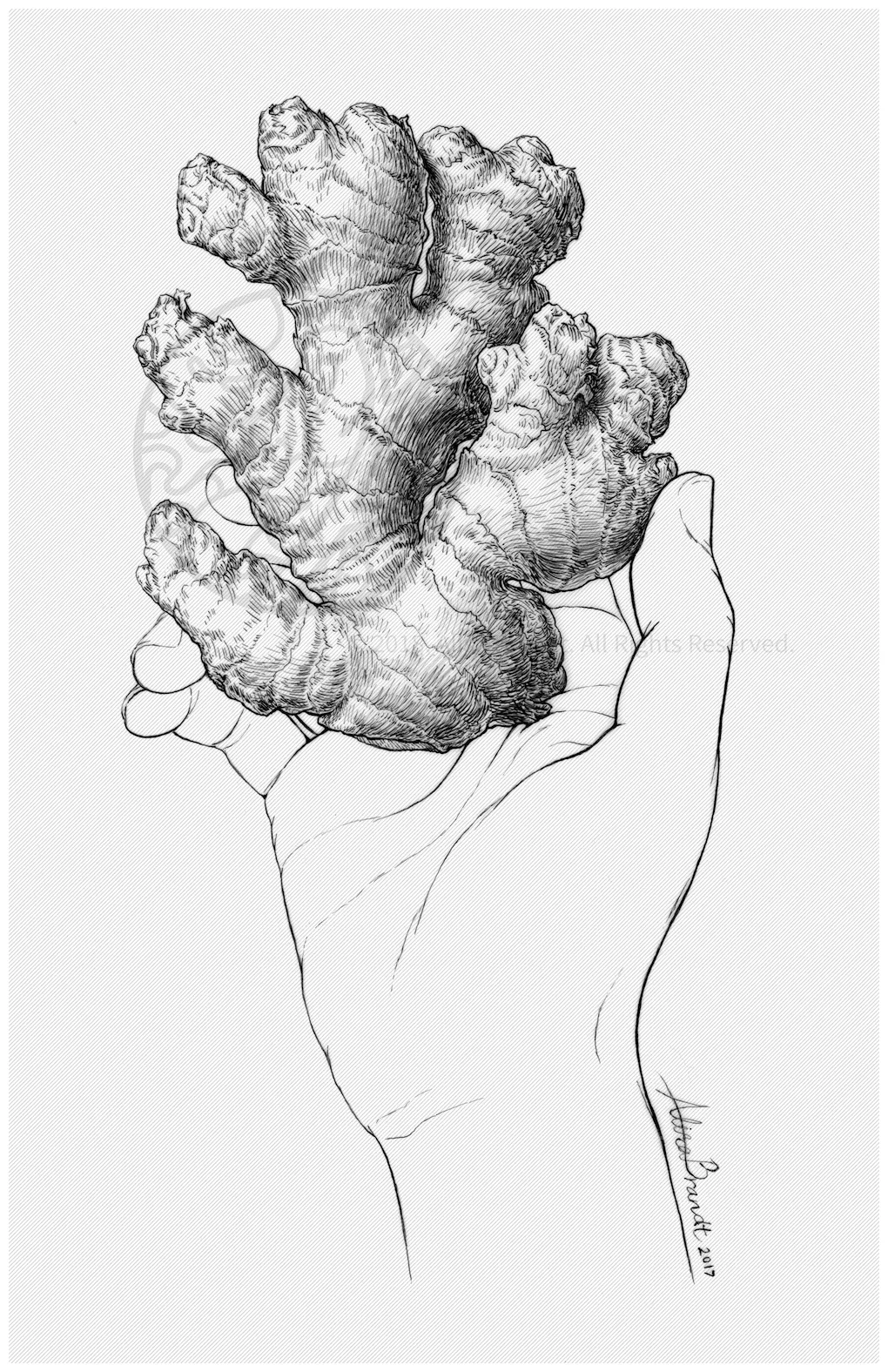 Ginger Root – Alisa Brandt's Portfolio