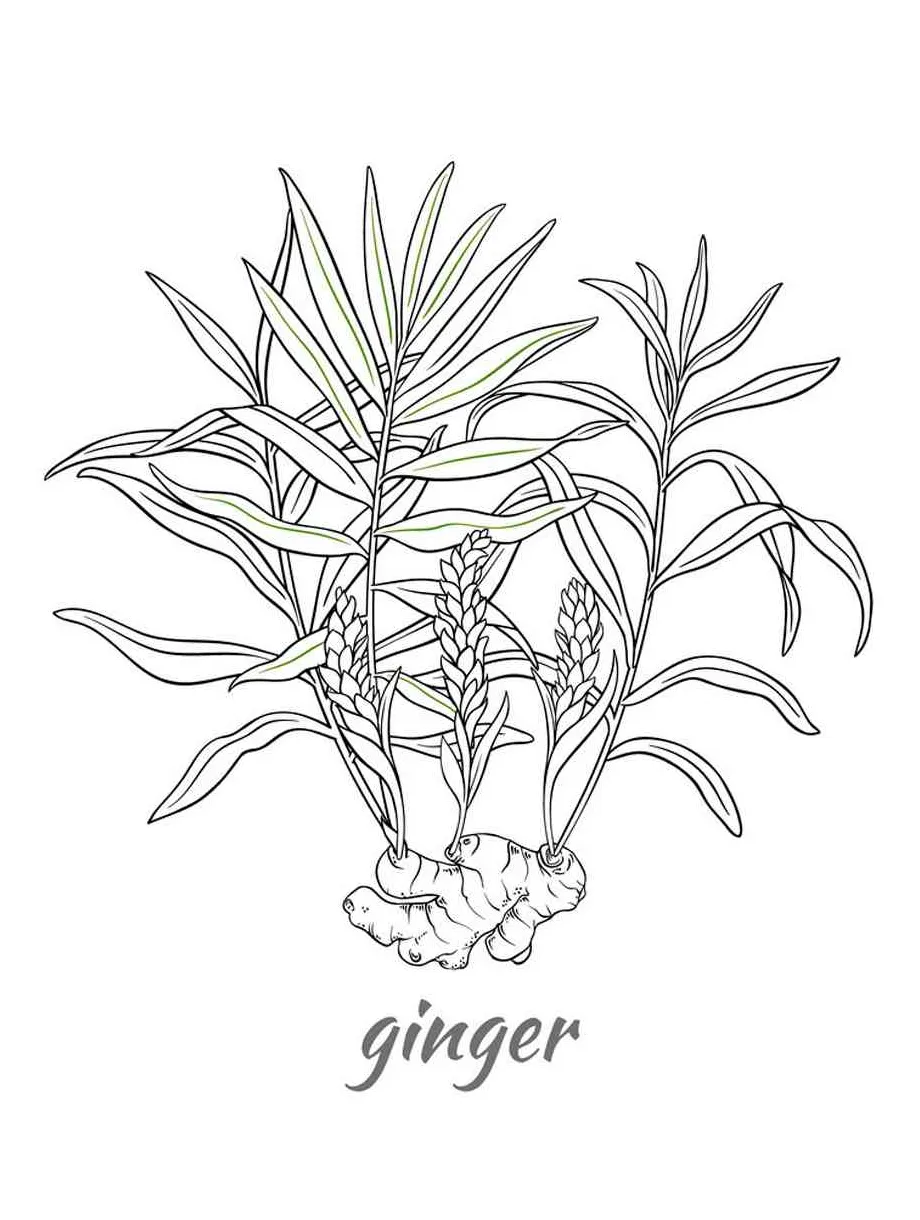 Ginger coloring pages