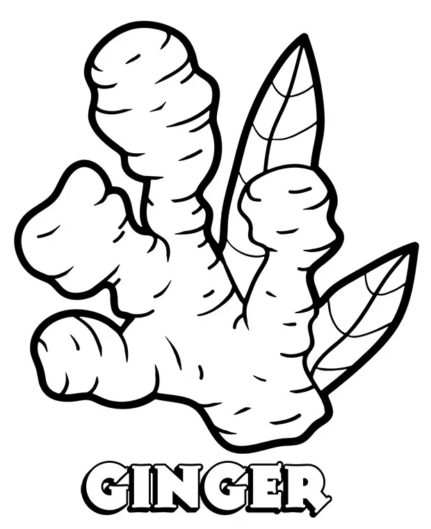 Printable ginger root coloring page