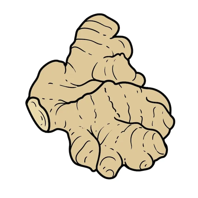 Premium Vector | Ginger root color variation for coloring page isolated