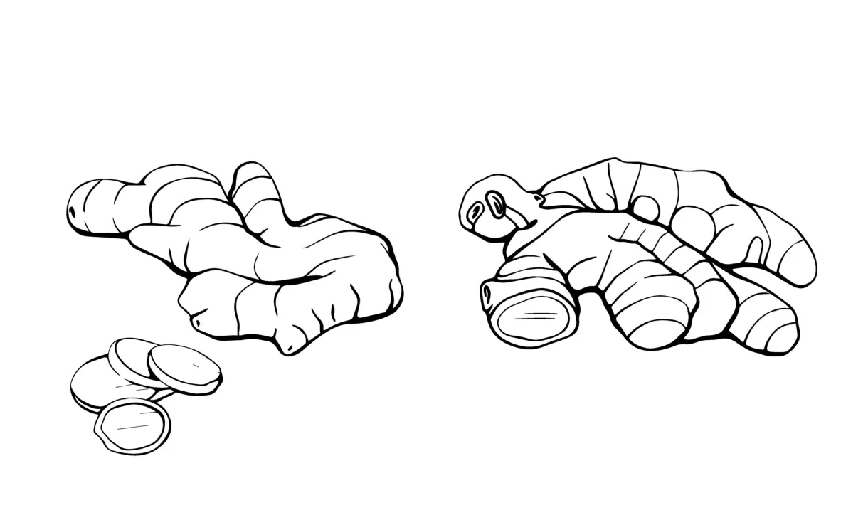 Ginger Root Vector Art, Icons, and Graphics for Free Download