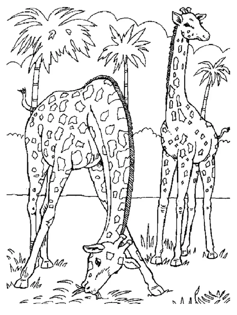 Free Printable Giraffe Coloring Pages For Kids