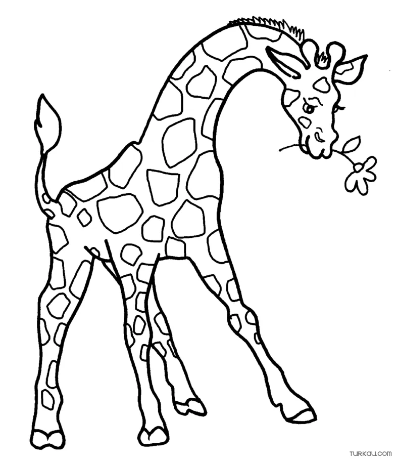 Animals giraffe eating coloring page » turkau