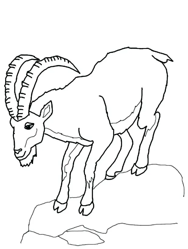 Boer Goat Coloring Pages at GetColorings.com | Free printable colorings