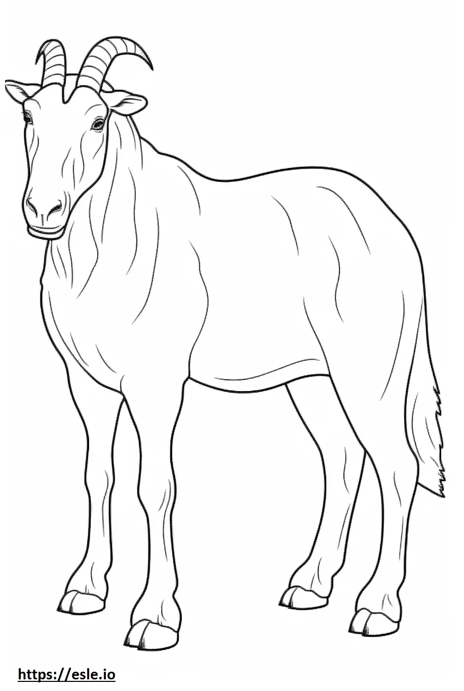 Boer goat full body coloring page
